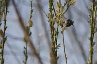 ommen_31-03-2021 (10)