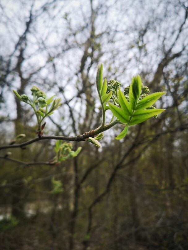 ruinerwold_20-04-2021 (3)