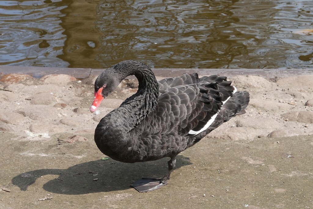 ruinerwold_20-04-2021 (11)