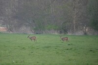 ruinerwold_20-04-2021 (13)