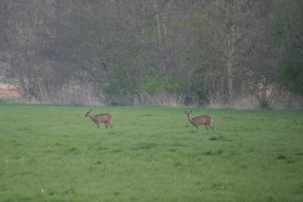 ruinerwold_20-04-2021 (13)