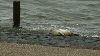 den helder_20-06-2021 (7)