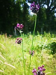 oudega_25-06-2025 (7)