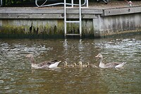 oudega_25-06-2025  (14)