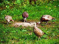 dodelalitten_14-09-2021 (7)