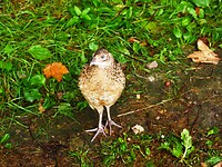 dodelalitten_14-09-2021 (13)