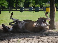 eersel_03-06-2022 (12)