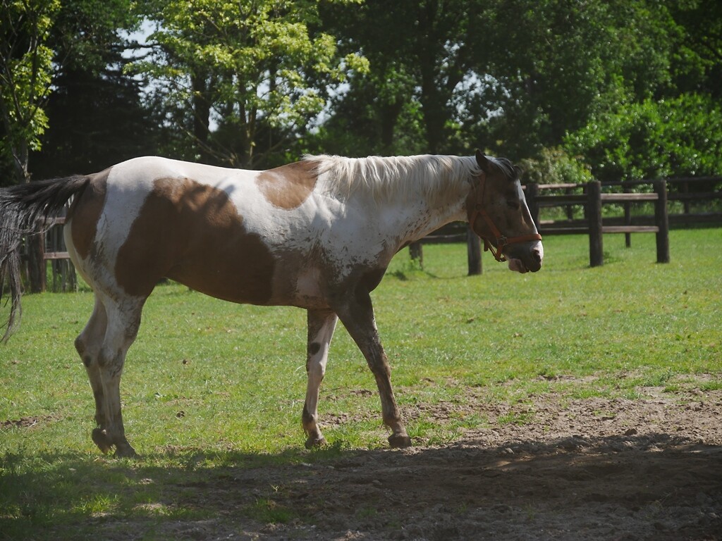 eersel_03-06-2022 (13)