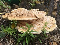 vijlen_06-06-2022 (19)