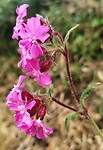 heuvelland_07-06-2022 (9)