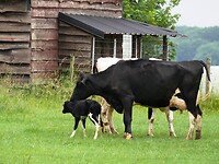 kalf-vijlen_08-06-2022 (19)