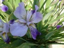 pfrentsch_22-05-2012 (13)