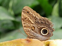 luttelgeest_15-07-2022 (19)