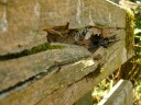 egingersee_25-05-2012 (44) (800x600)