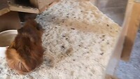 cavia's