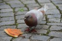 cesky krumlov_31-05-2012 (39) (800x530)