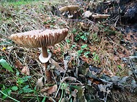 haarle_28-09-2022 (7)