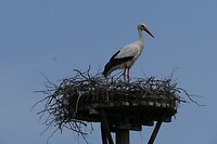IJhorst_15-05-2023 (3)