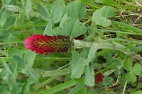 IJhorst_15-05-2023 (4)