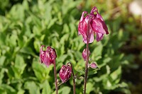 IJhorst_15-05-2023 (11)