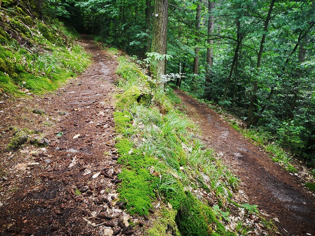 obertsrot_23-06-2023 (11)