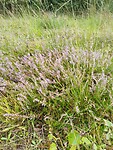 IMG_20250917_101356