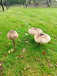 IMG_20241014_172607