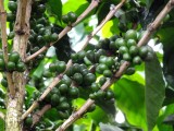 Koffiebessen