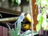 Vogeltje