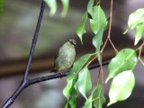 Vogeltje