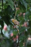 Vogeltje