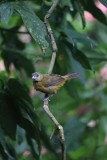 Vogeltje