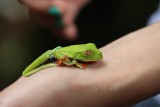 groene bladkikker uitgevouwen