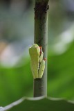 groene bladkikker ingevouwen