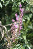 Mooie bloemen