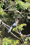 Ijsvogel