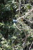 Ijsvogel