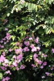 Meer mooie bloemen