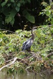 Slagenhalsvogel