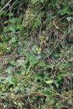 Groene Leguaan