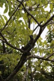 Groene Leguaan in de boom