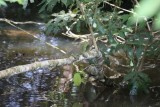 Groene basilisk ook wel jezus christus genoemd omdat hij een stukje over water kan lopen