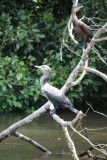 Slangenhalsvogel (dacht ik)
