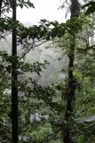 Regenwoud