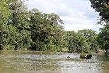 De rivier van de mangrovetocht