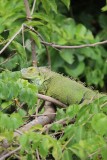 Een groene leguaan