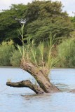 Een boomdraak rijst op uit het water.....