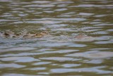 De eerste krokodil die we zagen zwemmen