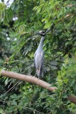Blauwe reiger