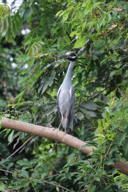 Blauwe reiger